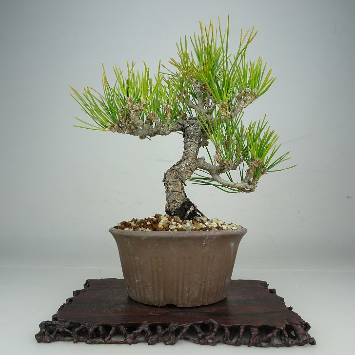盆栽 松 黒松 樹高 約17cm くろまつ Pinus thunbergii クロマツ マツ科 常緑針葉樹 鑑賞 観賞用 小品 現品 送料無料