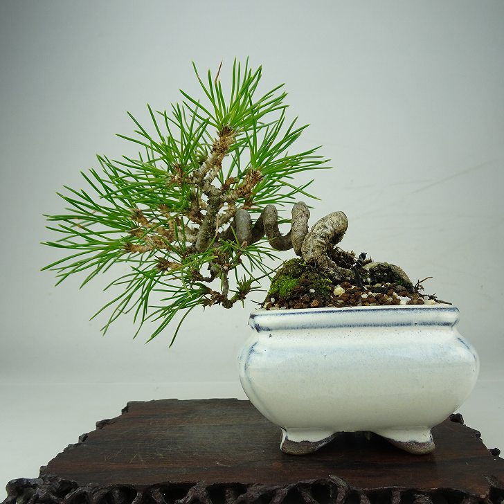 盆栽 松 黒松 樹高 約12cm くろまつ Pinus thunbergii クロマツ マツ科 常緑針葉樹 鑑賞 観賞用 小品 現品 送料無料