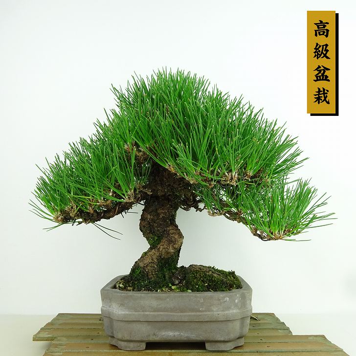 楽天市場】盆栽 松 黒松 樹高 約23cm くろまつ 高級盆栽 Pinus