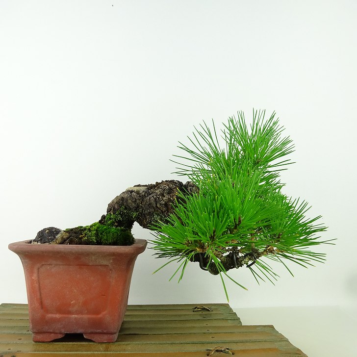 楽天市場】盆栽 松 黒松 樹高 上下 約17cm くろまつ Pinus thunbergii