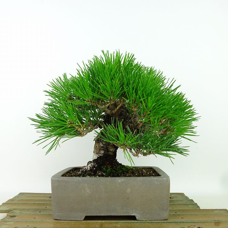 楽天市場】盆栽 松 黒松 樹高 約17cm くろまつ Pinus thunbergii