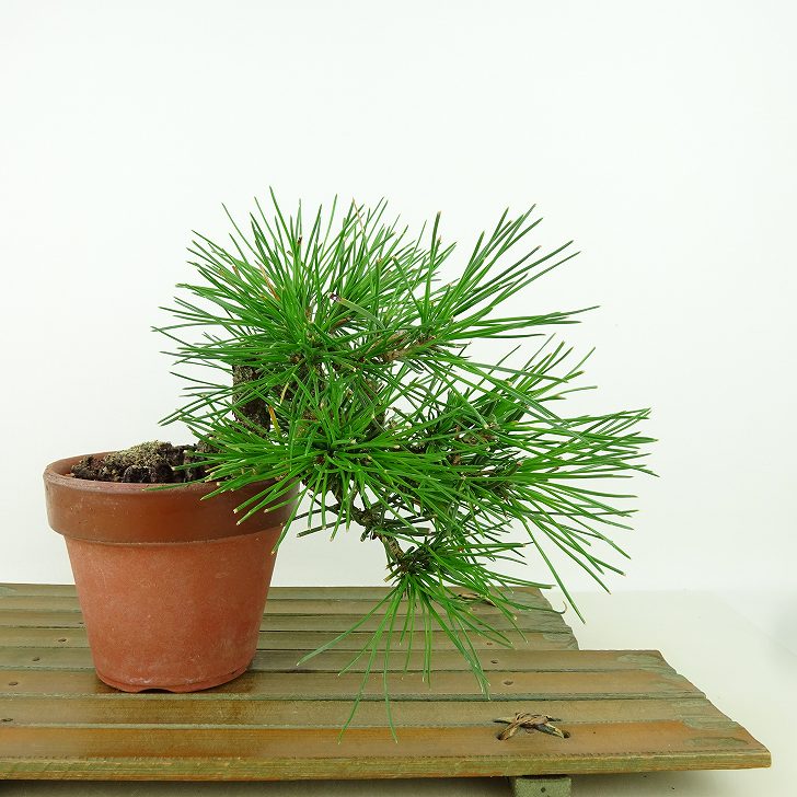 盆栽 松 黒松 樹高 上下 約16cm くろまつ Pinus thunbergii クロマツ マツ科 常緑針葉樹 観賞用 小品 現品｜盆栽はニわ 店