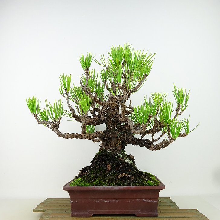 盆栽 松 黒松 樹高 約29cm くろまつ Pinus thunbergii クロマツ マツ科 常緑針葉樹 観賞用 現品｜盆栽はニわ 店