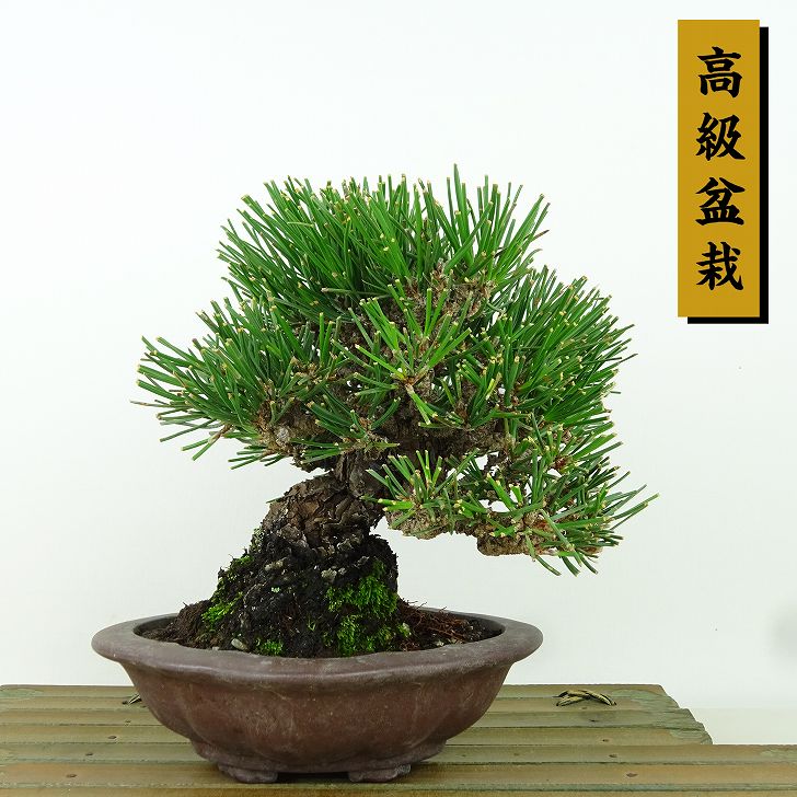 盆栽 松 黒松 樹高 約15cm くろまつ 高級盆栽 Pinus thunbergii クロマツ マツ科 常緑針葉樹 観賞用 小品 現品|盆栽はニわ 店