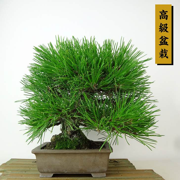 楽天市場】盆栽 松 黒松 樹高 約36cm くろまつ 高級盆栽 Pinus