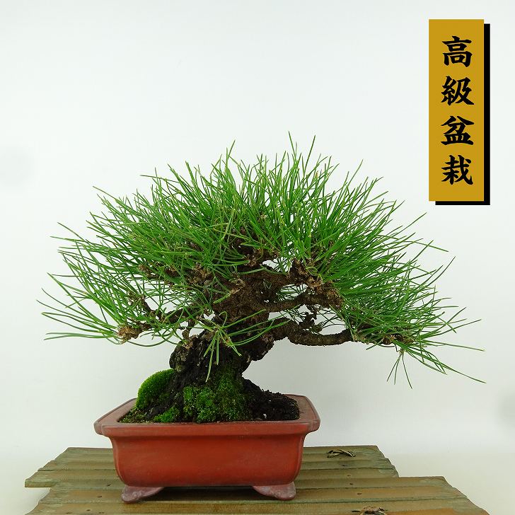 盆栽 松 黒松 樹高 約19cm くろまつ 高級盆栽 Pinus thunbergii クロマツ マツ科 常緑針葉樹 観賞用 小品 現品
