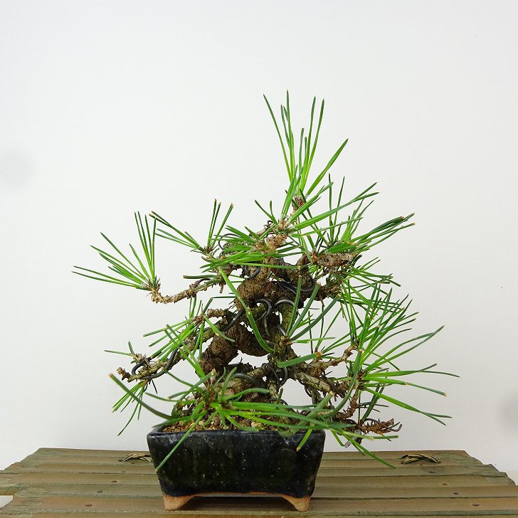 盆栽 松 黒松 樹高 約15cm くろまつ Pinus thunbergii クロマツ マツ科 常緑針葉樹 観賞用 小品 現品｜盆栽はニわ 店