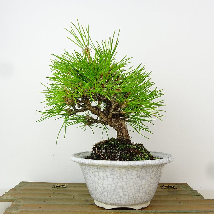 楽天市場】盆栽 松 黒松 樹高 約18cm くろまつ Pinus thunbergii