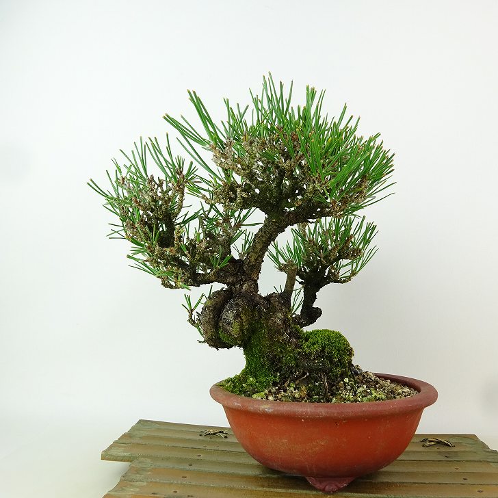盆栽 松 黒松 樹高 約19cm くろまつ Pinus thunbergii クロマツ マツ科 常緑針葉樹 観賞用 小品 現品｜盆栽はニわ 店