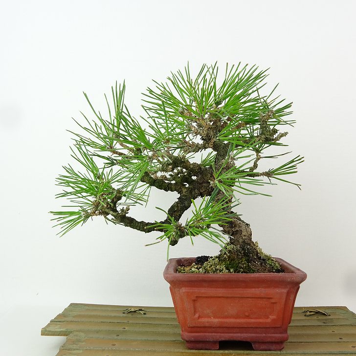 楽天市場】盆栽 松 黒松 樹高 約17cm くろまつ Pinus thunbergii