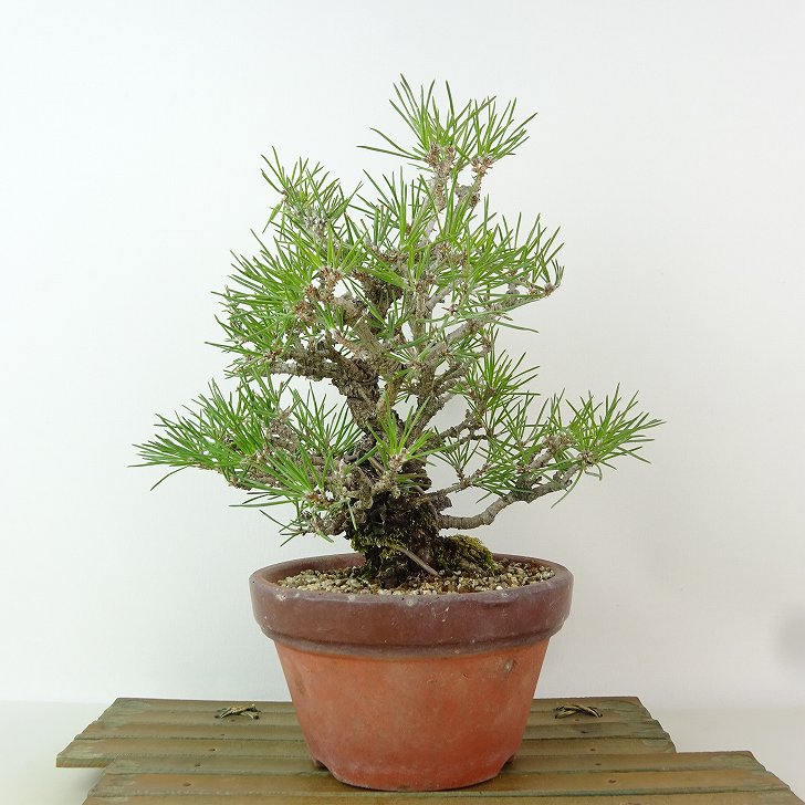 楽天市場】盆栽 松 黒松 樹高 約23cm くろまつ Pinus thunbergii