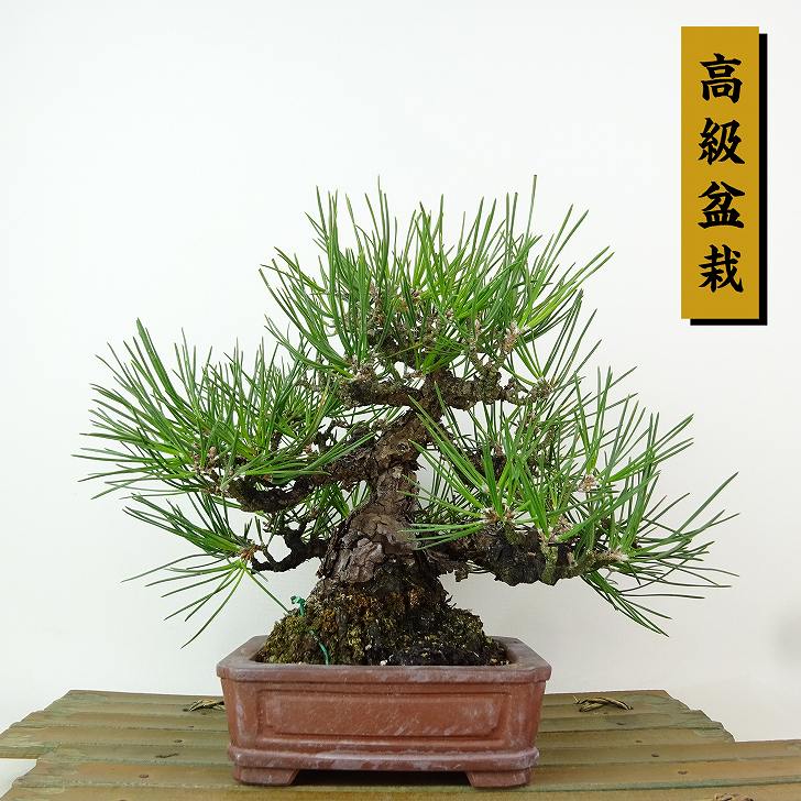 盆栽 松 黒松 樹高 約17cm くろまつ 高級盆栽 Pinus thunbergii クロマツ マツ科 常緑針葉樹 観賞用 小品 現品|盆栽はニわ 店