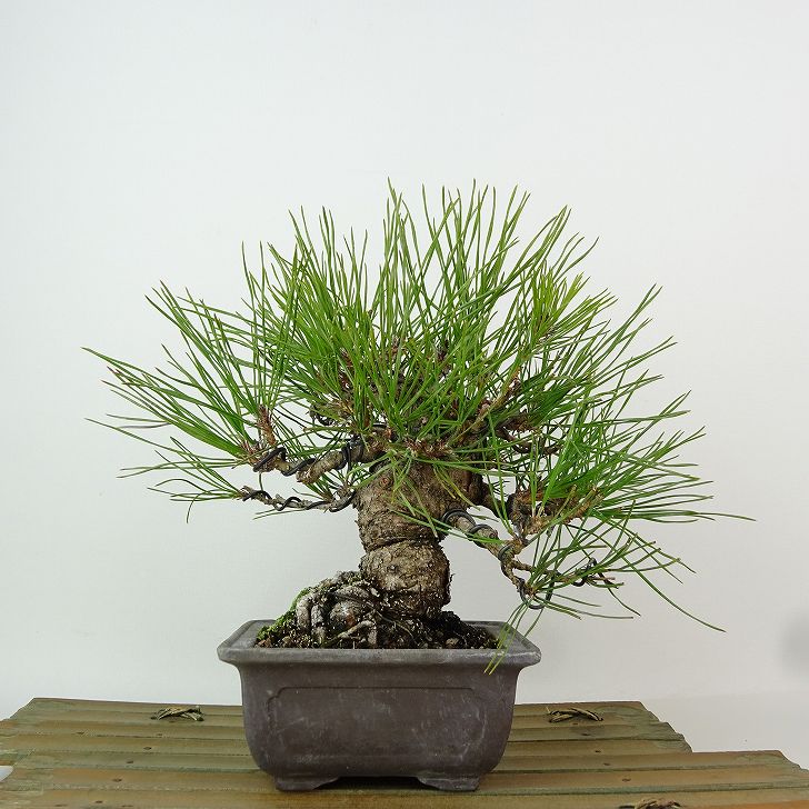 盆栽 松 黒松 樹高 約18cm くろまつ Pinus thunbergii クロマツ マツ科 常緑針葉樹 観賞用 小品 現品｜盆栽はニわ 店