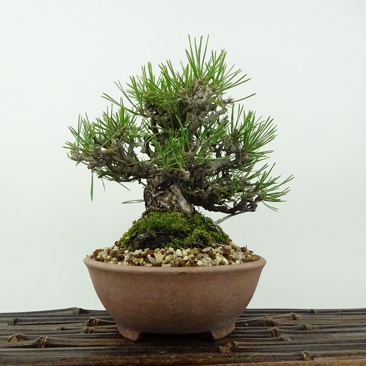 楽天市場】盆栽 松 黒松 樹高 約14cm くろまつ Pinus thunbergii