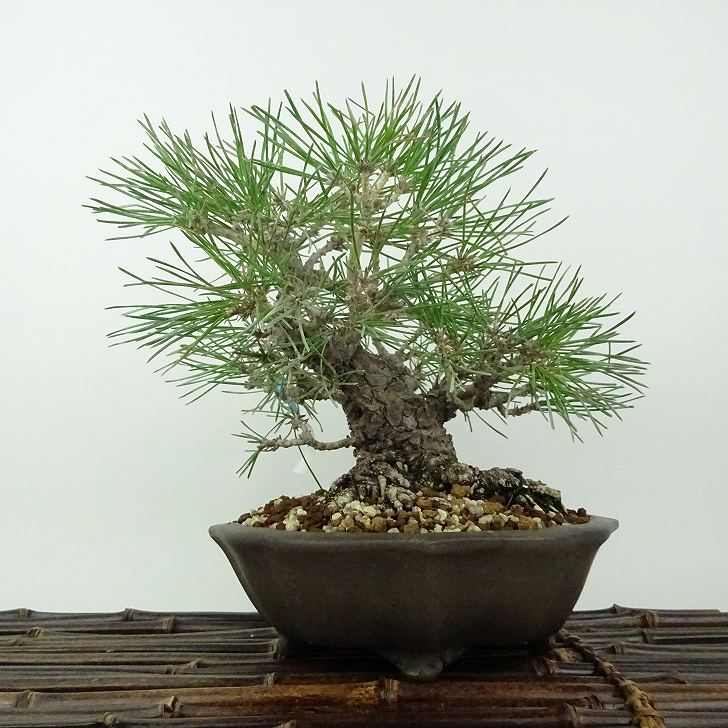 盆栽 松 黒松 樹高 約18cm くろまつ Pinus thunbergii クロマツ マツ科 常緑針葉樹 観賞用 小品 現品｜盆栽はニわ 店