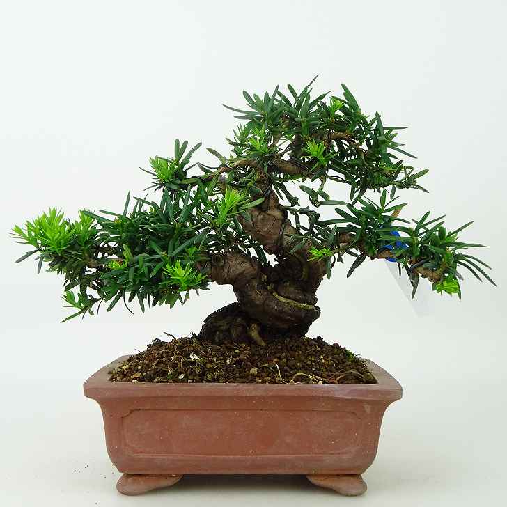 内祝い 盆栽 一位 いちい Taxus Cuspidata イチイ ジン シャリ イチイ科 常緑針葉樹 観賞用 小品 現品 送料無料 ぼんさい Bonsai 松柏 松 趣味 和 人気商品 癒し プレゼント 贈りもの お祝い 植物 Fucoa Cl
