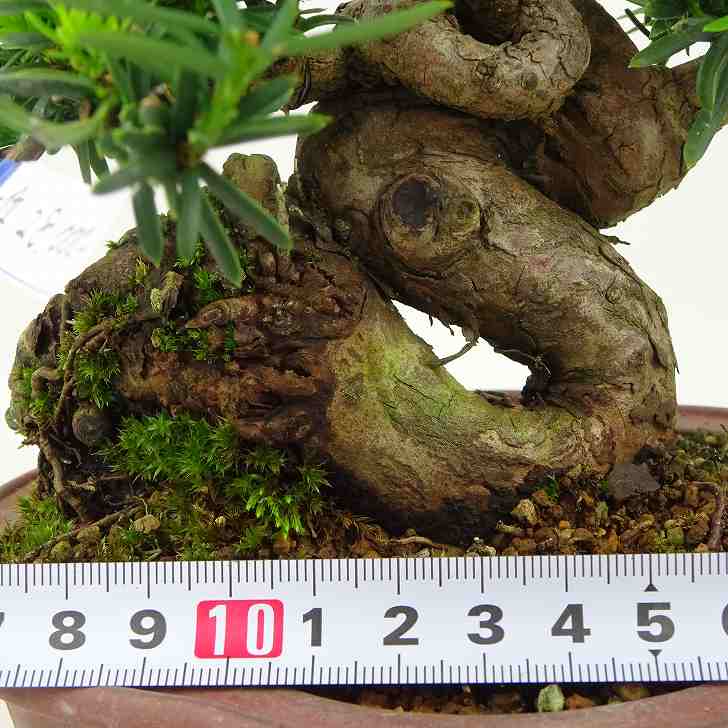 市場 一位 イチイ科 イチイ いちい シャリ” Taxus cuspidata 常緑針葉樹 “ジン