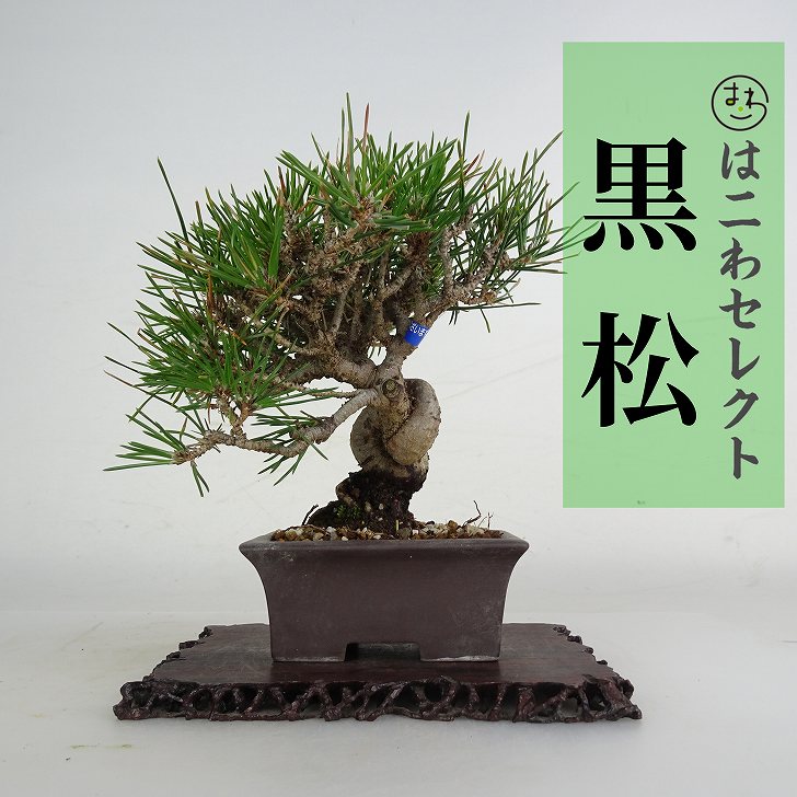 盆栽 松 黒松 樹高 約12～15cm くろまつ Pinus thunbergii クロマツ マツ科 常緑針葉樹 鑑賞 観賞用 小品 数量物 セレクト｜盆栽はニわ 店