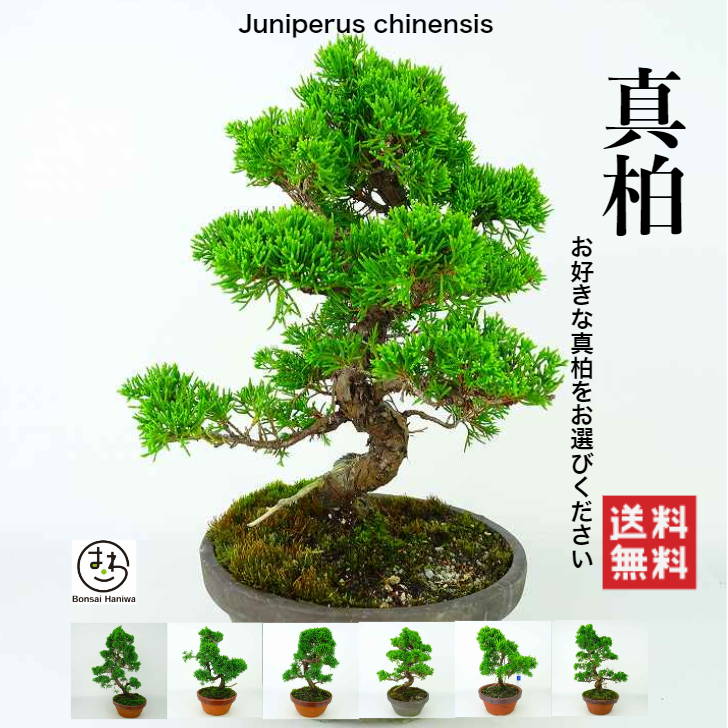 盆栽 真柏 しんぱく Juniperus Chinensis シンパク ジン シャリ ヒノキ科 常緑樹 観賞用 現品