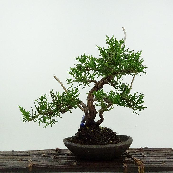 楽天市場】盆栽 真柏 樹高 約20cm しんぱく Juniperus chinensis