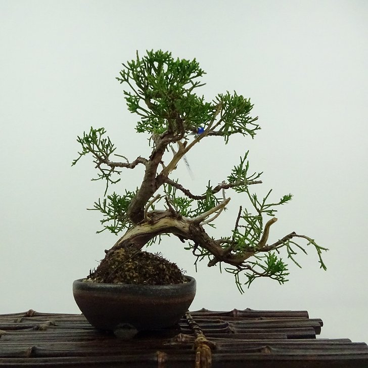 楽天市場】【送料無料】シンパク 【 盆栽 3号 】 真柏 盆栽 BONSAI
