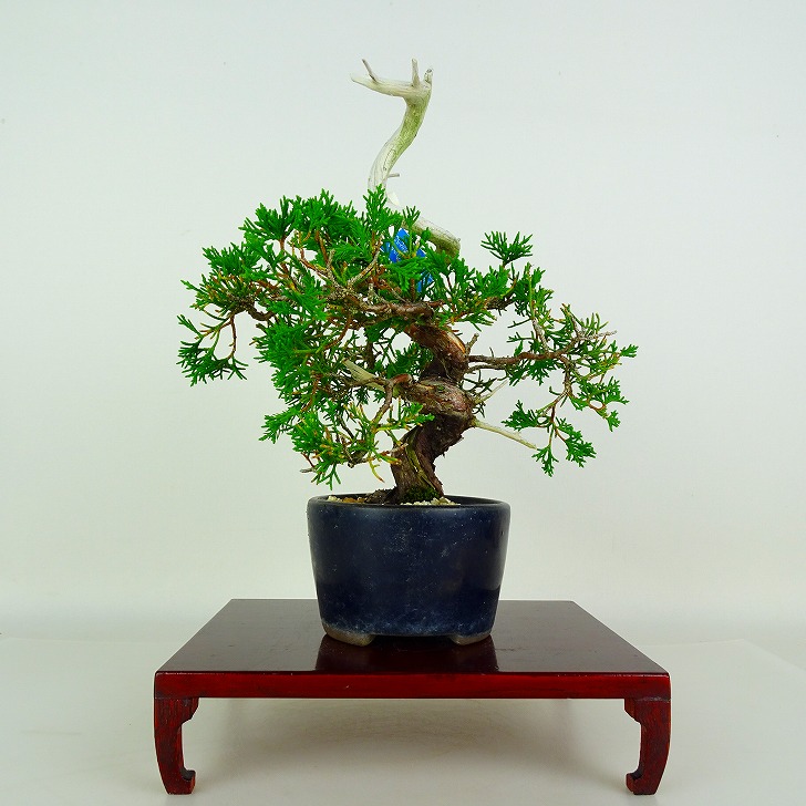 盆栽 真柏 樹高 約21cm しんぱく Juniperus chinensis ジン シャリ シンパク ヒノキ科 常緑樹 鑑賞 観賞用 現品｜盆栽はニわ 店