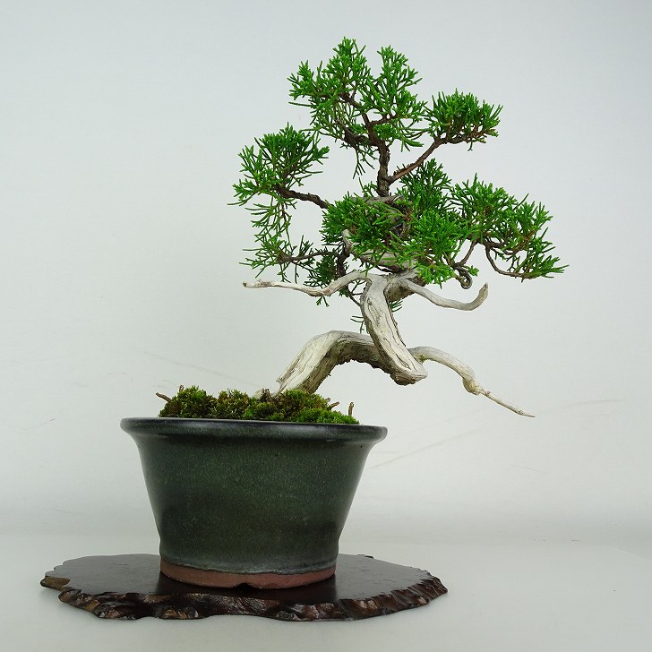 楽天市場】【送料無料】シンパク 【 盆栽 3号 】 真柏 盆栽 BONSAI