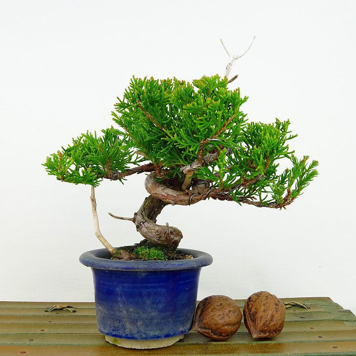 盆栽 真柏 樹高 約13cm しんぱく Juniperus chinensis シンパク "ジン" ヒノキ科 常緑樹 観賞用 小品 現品 送料無料｜盆栽はニわ 店 9,372円