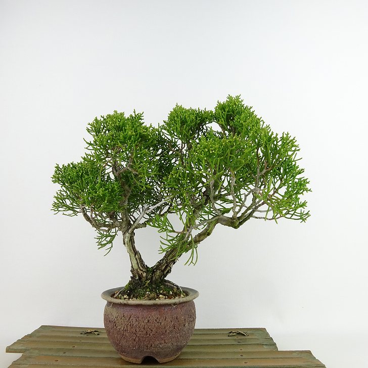 楽天市場】盆栽 真柏 樹高 約21cm しんぱく Juniperus chinensis