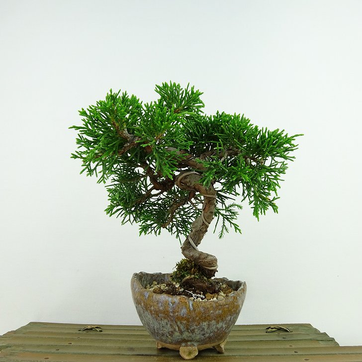 【小品　真柏盆栽】　　　　　　⭕気品の一品❗ 楽天市場】盆栽 小品盆栽 真柏 挿し木16年生 シンパク しんぱく