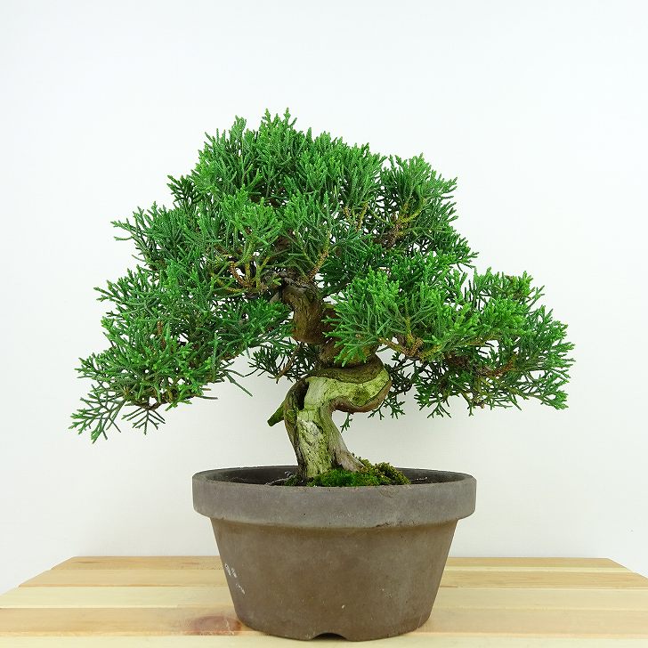 【真柏】 樹高 30cm 盆栽 真柏 樹高 上下 約30cm しんぱく Juniperus chinensis