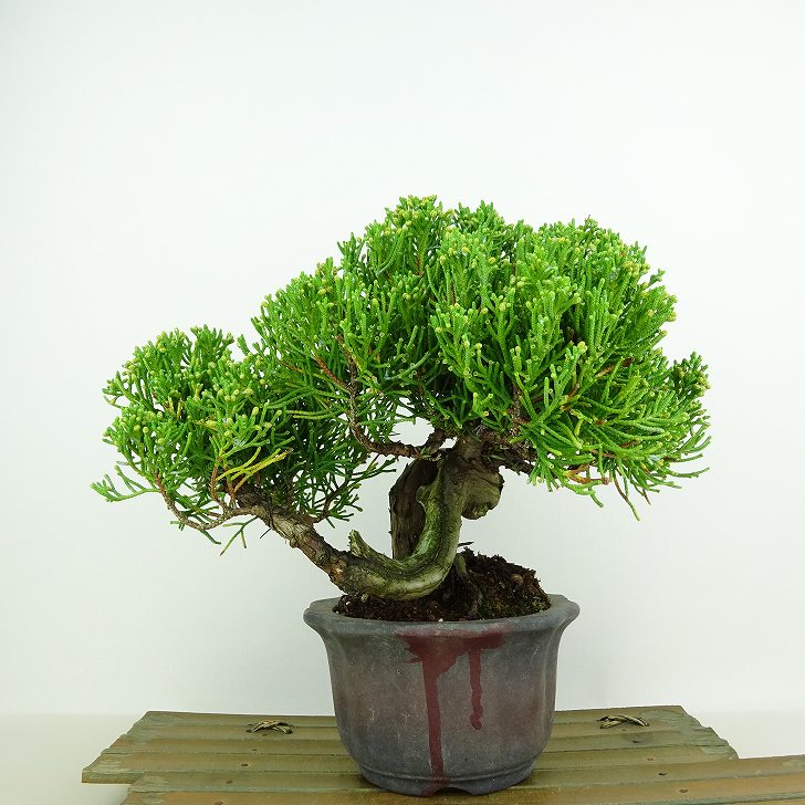 楽天市場】盆栽 真柏 樹高 約17cm しんぱく Juniperus chinensis