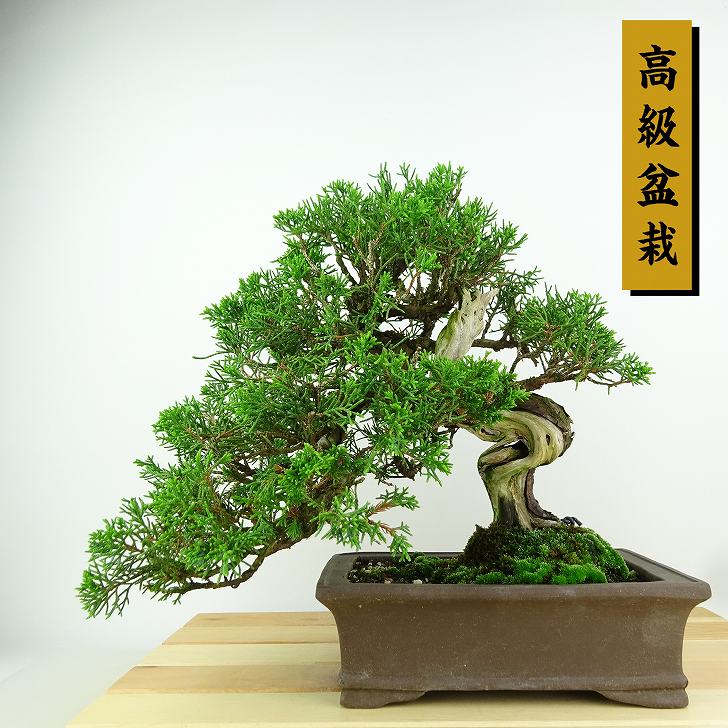 盆栽 真柏 樹高 約23cm しんぱく 高級盆栽 Juniperus chinensis シンパク &ldquo;ジン シャリ&rdquo; ヒノキ科 常緑樹 観賞用 現品｜盆栽はニわ 店 72,600円