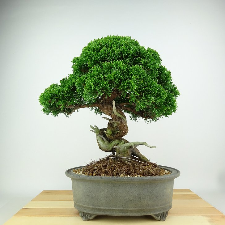盆栽 真柏 樹高 約25cm しんぱく Juniperus chinensis シンパク “ジン シャリ” ヒノキ科 常緑樹 観賞用 現品|盆栽はニわ 店