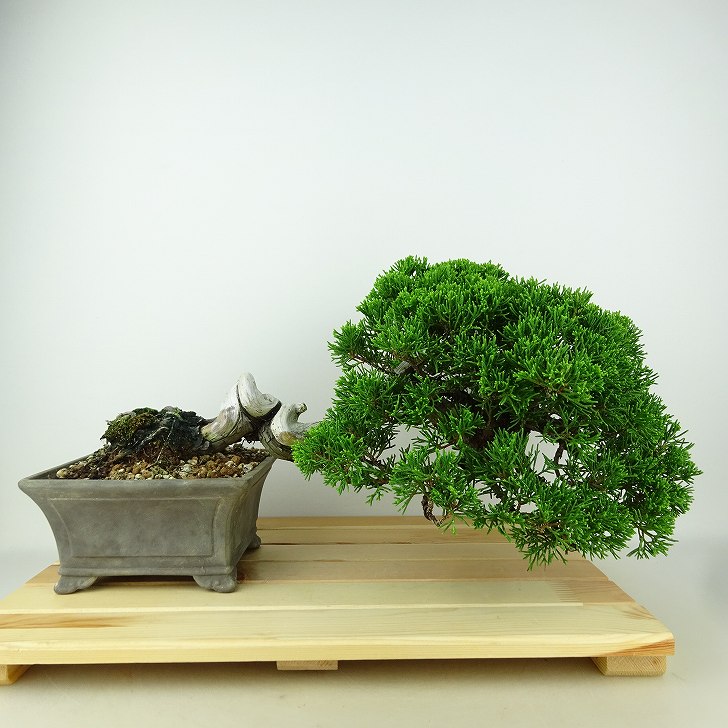楽天市場】盆栽 真柏 樹高 約25cm しんぱく Juniperus chinensis