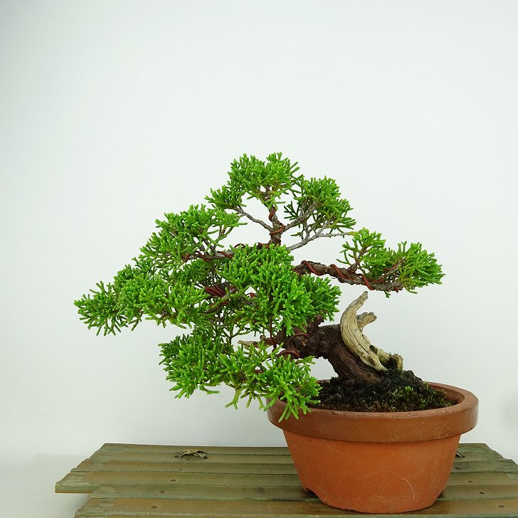 楽天市場】盆栽 真柏 樹高 14cm しんぱく Juniperus chinensis