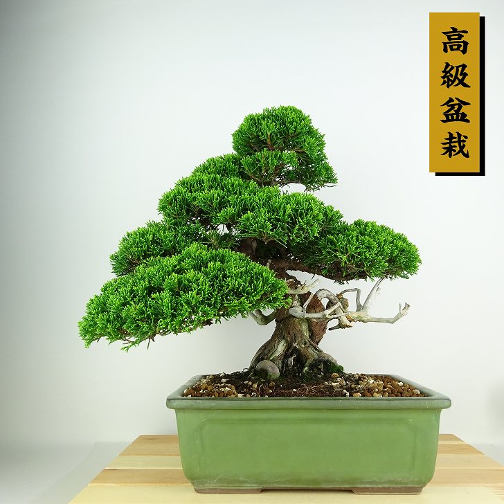 楽天市場】盆栽 水蝋樹 樹高 約19cm いぼたのき Ligustrum obtusifolium イボタノキ モクセイ科 イボタノキ属 落葉樹  観賞用 小品 現品 : 盆栽はニわ 楽天市場店