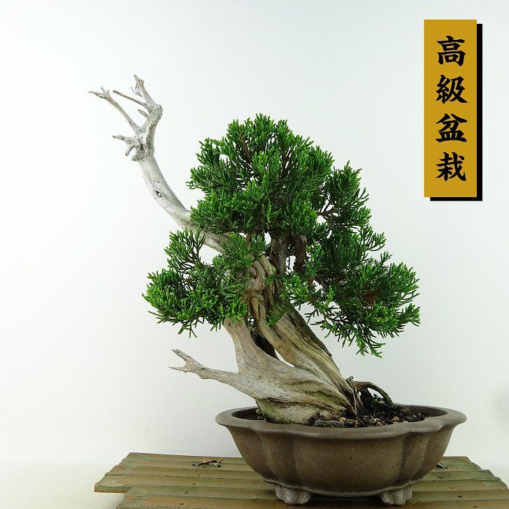 楽天市場】盆栽 真柏 黄金 樹高 約21cm しんぱく Juniperus