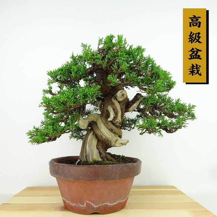 楽天市場】盆栽 特選：杜松(としょう) 現品*トショウ Juniperus