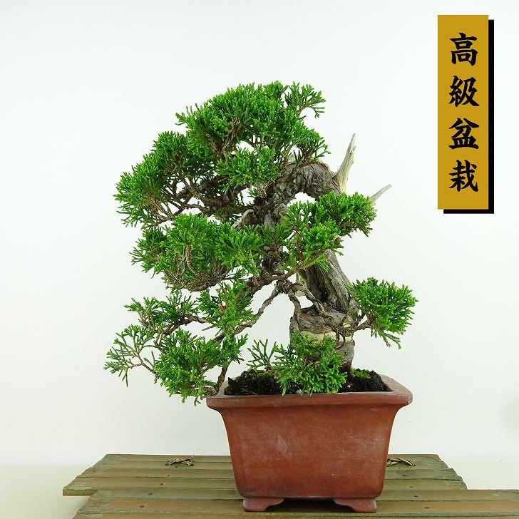 盆栽 真柏 樹高 約20cm しんぱく 高級盆栽 Juniperus chinensis シンパク &ldquo;ジン シャリ&rdquo; ヒノキ科 常緑樹 観賞用 小品 現品｜盆栽はニわ 店 60,500円
