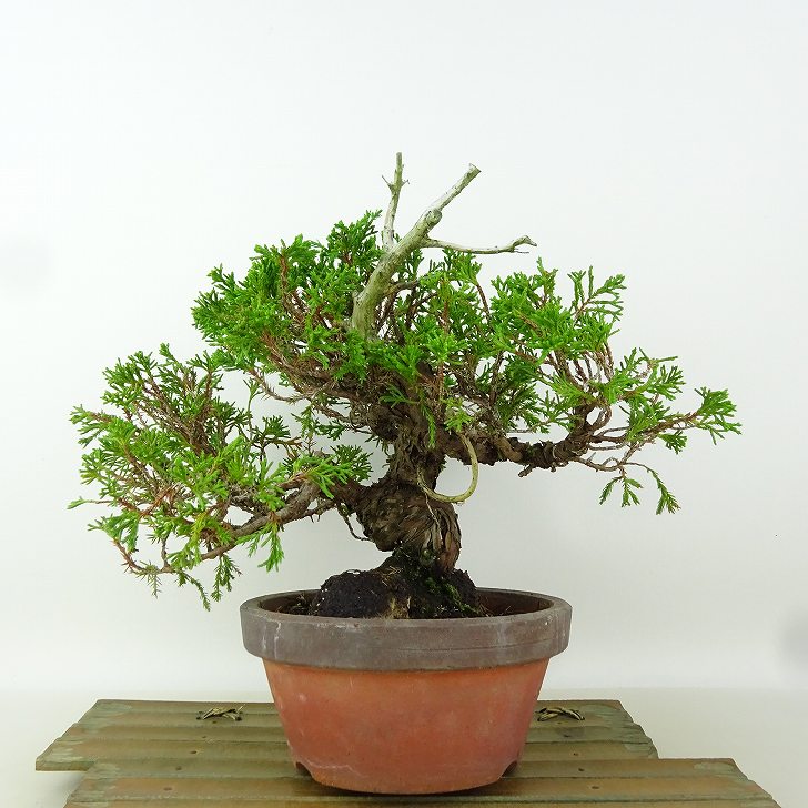 楽天市場】盆栽 真柏 樹高 約19cm しんぱく Juniperus chinensis