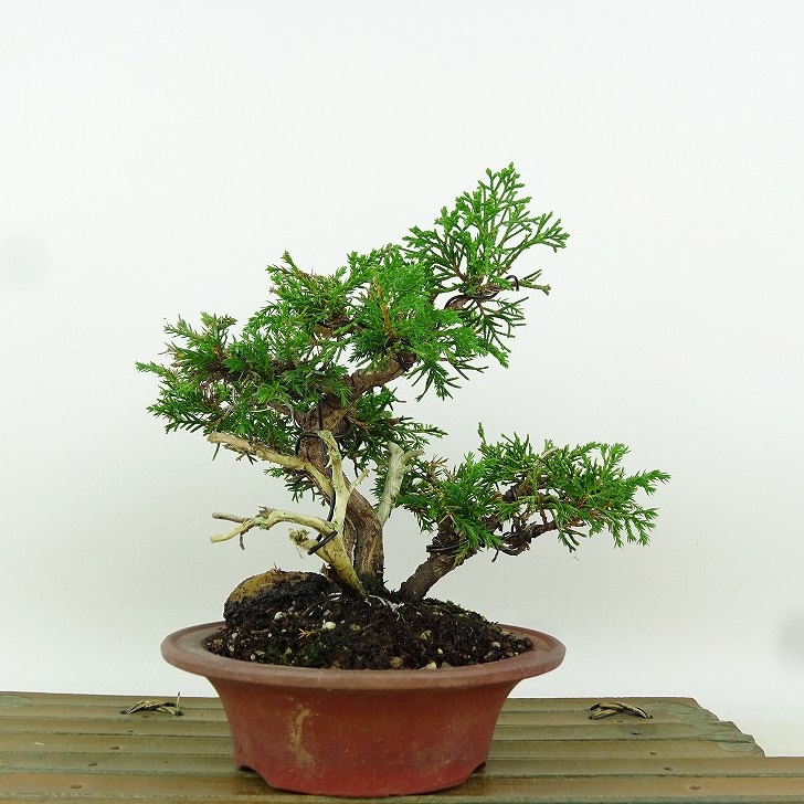 楽天市場】【送料無料】シンパク 【 盆栽 3号 】 真柏 盆栽 BONSAI