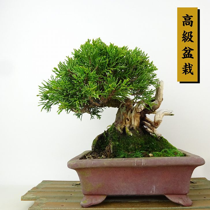 楽天市場】［生産者直送］黄金真柏 樹高約70cm 送料無料 庭木