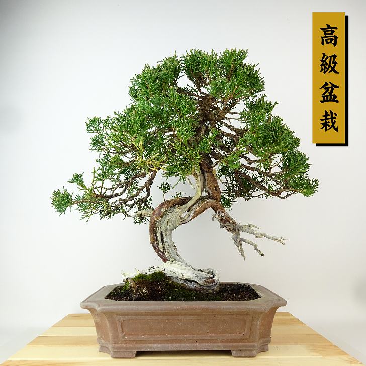 盆栽 真柏 樹高 約34cm しんぱく 高級盆栽 Juniperus chinensis シンパク "ジン シャリ" ヒノキ科 常緑樹 観賞用 現品|盆栽はニわ 店