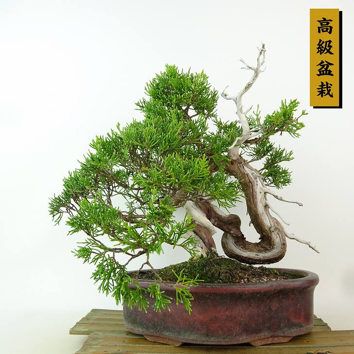 楽天市場】盆栽 真柏 樹高 約34cm しんぱく 高級盆栽 Juniperus