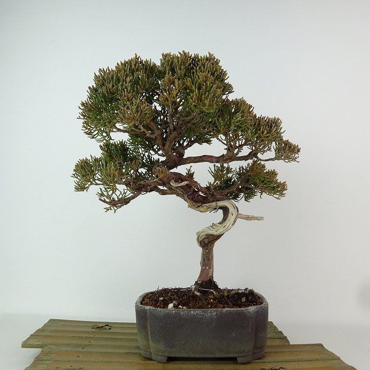 盆栽 真柏 樹高 約24cm しんぱく Juniperus chinensis シンパク “ジン シャリ” ヒノキ科 常緑樹 観賞用 現品