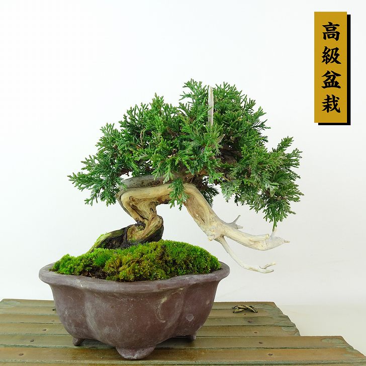 楽天市場】盆栽 真柏 樹高 約29cm しんぱく Juniperus chinensis
