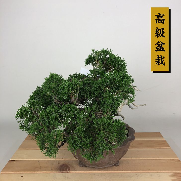 盆栽 真柏 樹高 約19cm しんぱく 高級盆栽 Juniperus chinensis シンパク ジン シャリ ヒノキ科 常緑樹 観賞用 小品 現品｜盆栽はニわ 店
