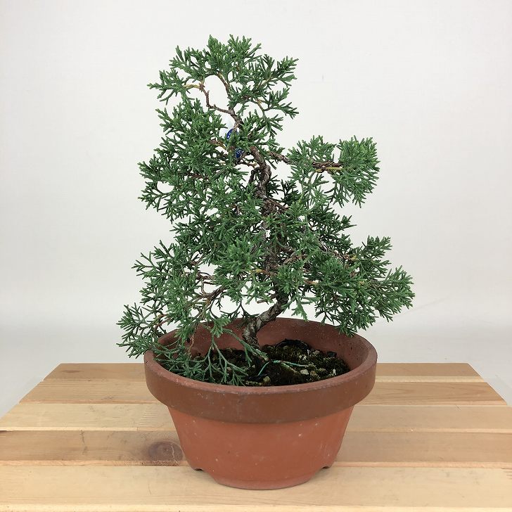 【小品　真柏盆栽】　　　　　　⭕気品の一品❗ 小品盆栽オークション #小品盆栽 #bonsai