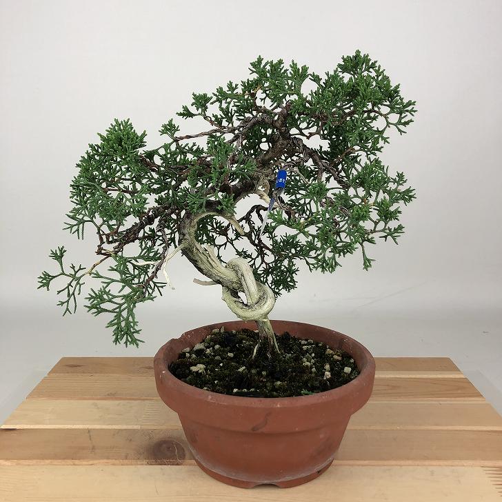 盆栽 真柏 紀州 樹高 約21cm しんぱく Juniperus chinensis シンパク ジン シャリヒノキ科 常緑樹 観賞用 現品 送料無料